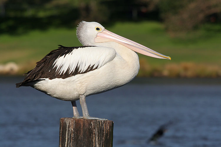 pelican鹈鹕ppt背景图片下载